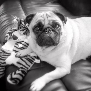 Meet your Posher, Columbo